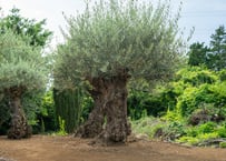 ナツメヤシ Phoenix dactylifera No.2 | mana's farm:塊根