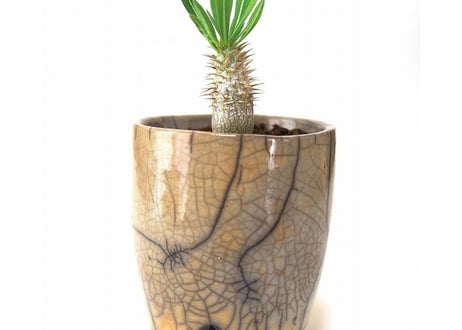 パキポディウム イノピナツム　Pachypodium inopinatum