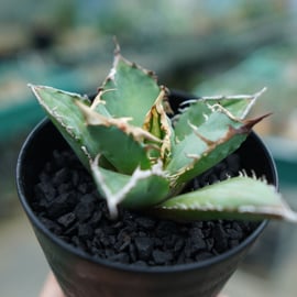 大人気のアガベの特選株をアップします。 | mana's farm:塊根