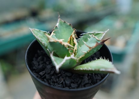 アガベ　チタノタ　白鯨　Agave titanota White whale　No.2