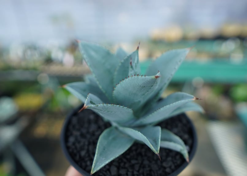 アガベ ドラゴントゥース クレスト 綴化2頭個体 縞斑 アガベ 3.5号