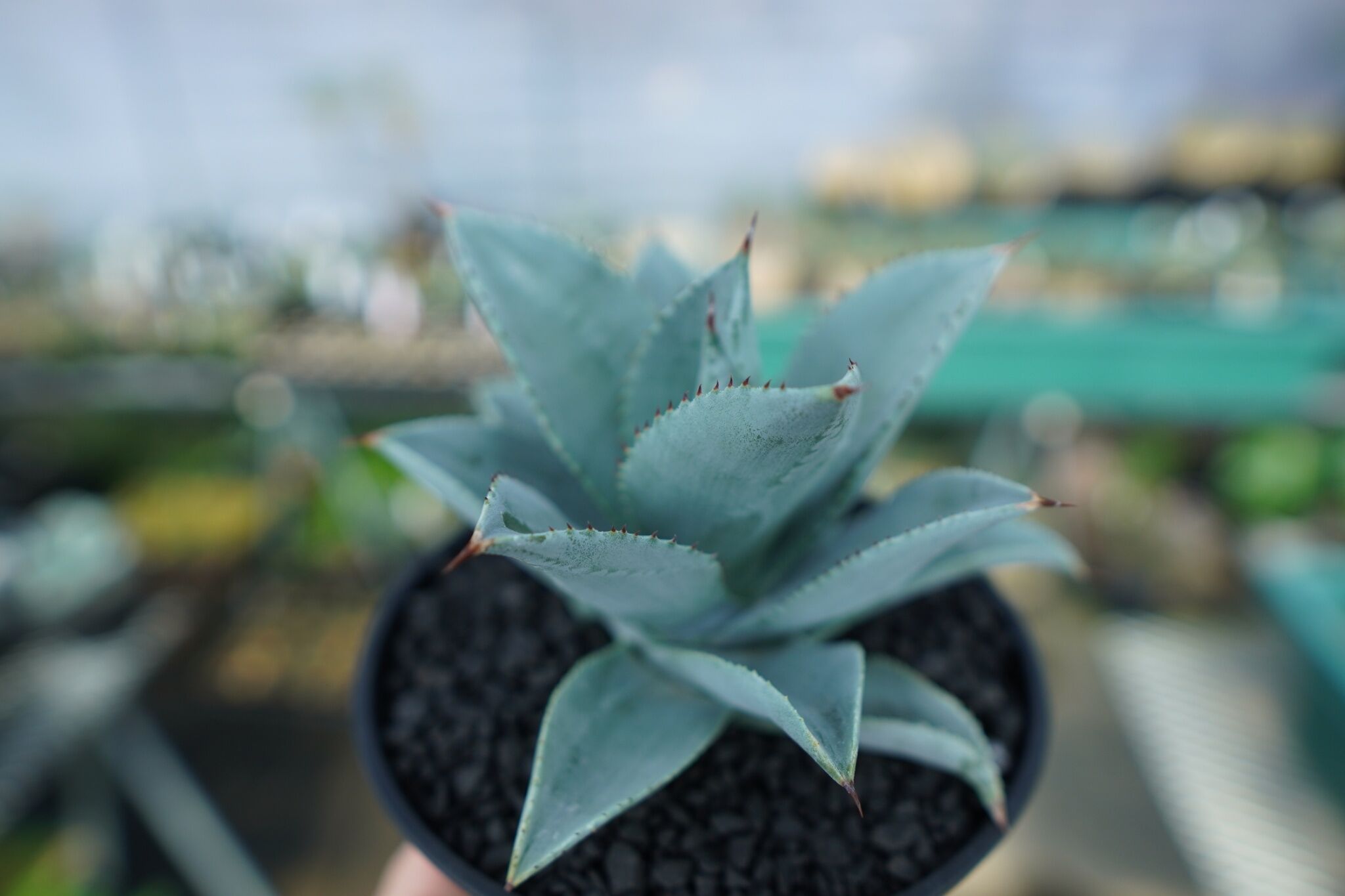 アガベ ドラゴントゥース Agave Dagontoes No.6 | mana's farm