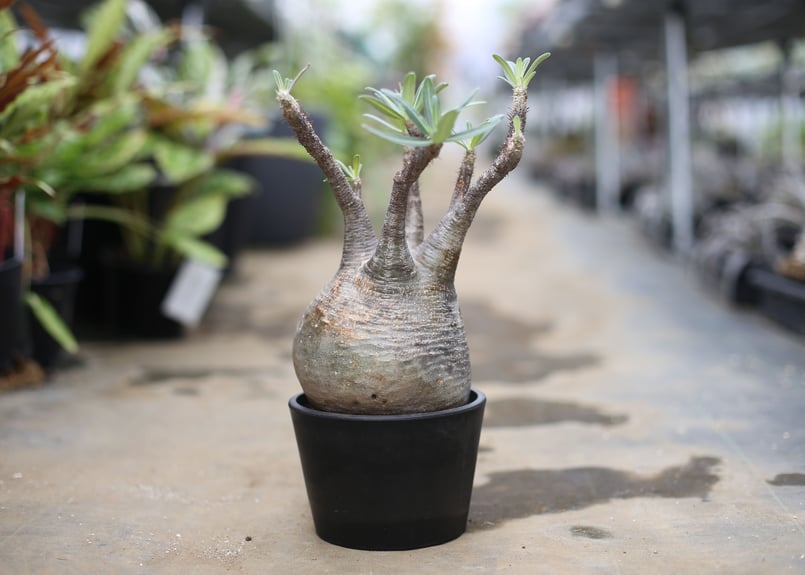 【たこ】　パキポディウム グラキリス タコ？グラキリス植え替え : ハムオのパキポディウム実生日記