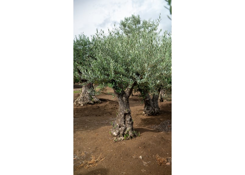 ★☺︎⭐︎☺︎★...& BUHI　オリーブの木　古木　螺旋　10号 Old Olive 古木オリーブ［No.07］× 11号鉢 (φ33cm) | Botanic