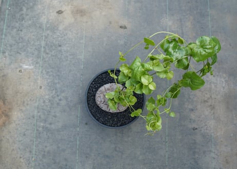 亀甲竜　Dioscorea elephantipes　No.2