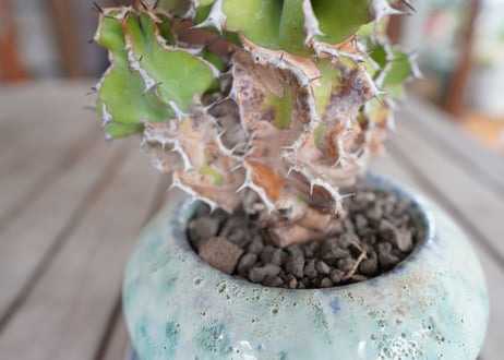ユーフォルビア　クーペリー　Euphorbia Cooperi