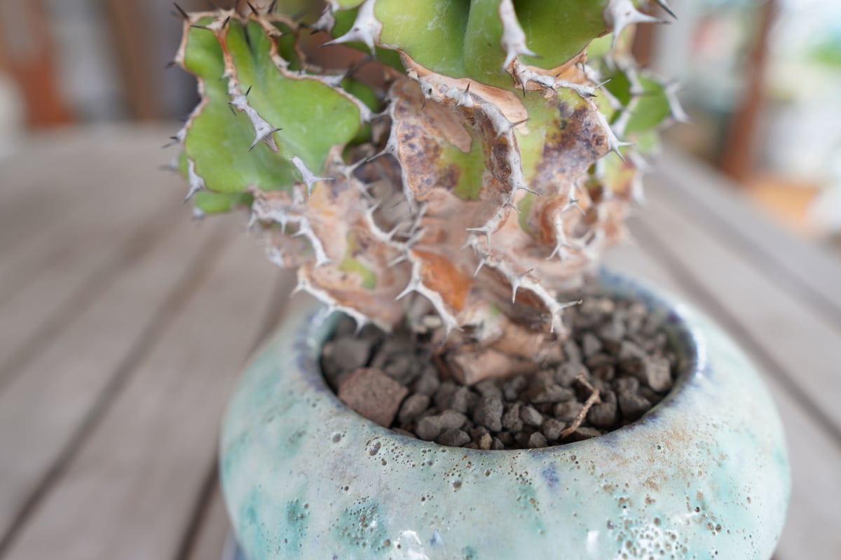 ユーフォルビア クーペリー Euphorbia Cooperi | mana's farm:塊