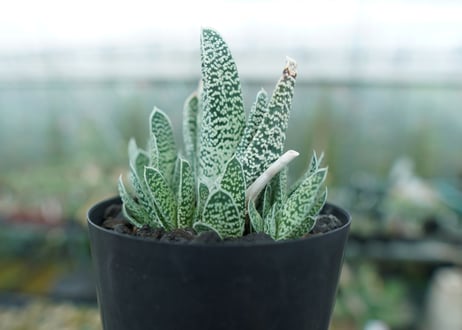 ガステリア　白星殿　Gasteria “Hakuseiden”