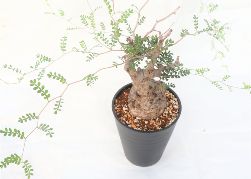 オペルクリカリア パキプス No7｜オペルクリカリア パキプス