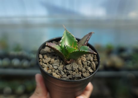 アガベ　チタノタ　ハデス　Agave titanota Hades　No.2