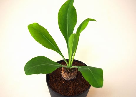 Euphorbia bupleurifolia 鉄甲丸  №3