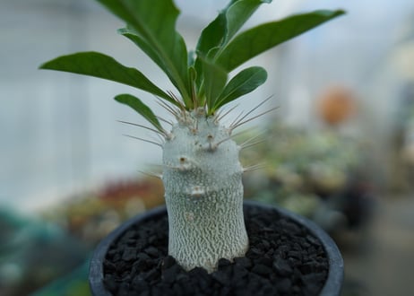 パキポディウム　サンデルシー　Pachypodeium saundersii  No.9
