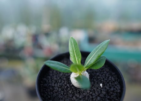 パキポディウム　恵比寿笑い　Pachypodium brevicaule　No.4