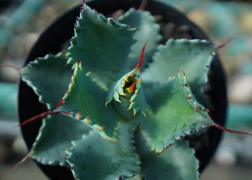 アガベ　スポーン アガベ ポタトラム ”スポーン” agave potatorum 