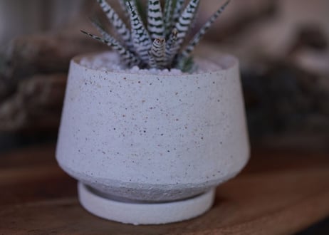 Haworthia fasciata