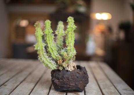 ユーフォルビア ノベリー　Euphorbia knobelii