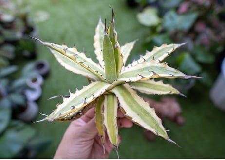 Agave xylonacantha “Frostbite”  NO.3     (G)
