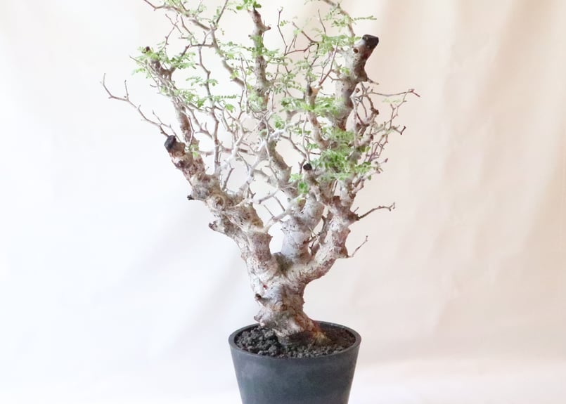 コミフォラ モンストローサ | mana's farm:塊根植物・アガベ・ドライ