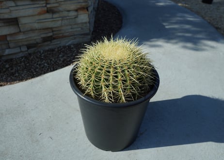 金鯱　Echinocactus grusonii No.1