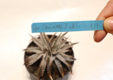 Dyckia (Airzona X ML) X delicataGF F1