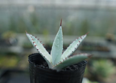 アガベ　屈原の舞扇 Agave 'Kutsugen no Maiougi'   No.2