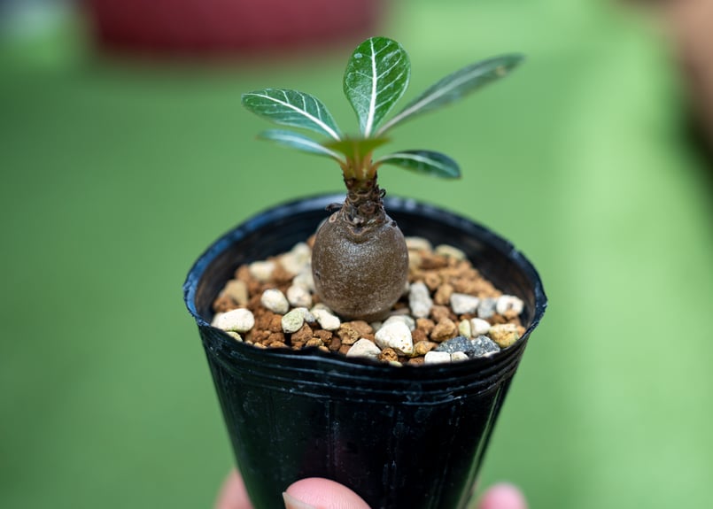 アデニウム　ソコトラナム　純血　実生 アデニウム・ソコトラナム 実生 こちらタイの実生になります