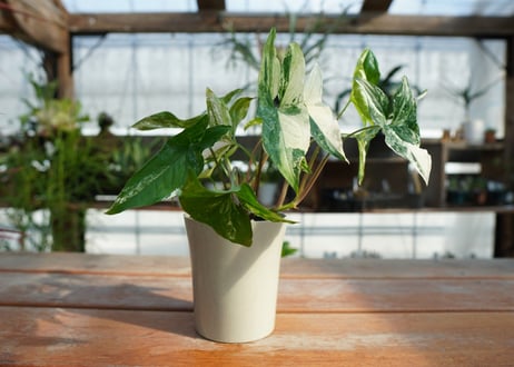 シンゴニウム　フレンチマーブル　Syngonium podophyllum 'French Marble'