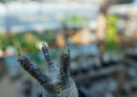 【未発根】パキポディウム　グラキリス　 Pachypodium Gracilius  No.24