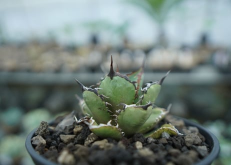 アガベ　チタノタ　FO-76　agave titanota  FO-76　No.11