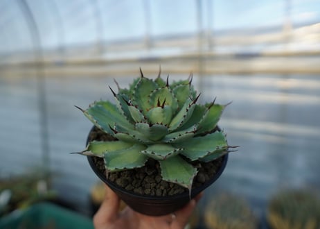吉祥冠　中斑　Agave potatorum