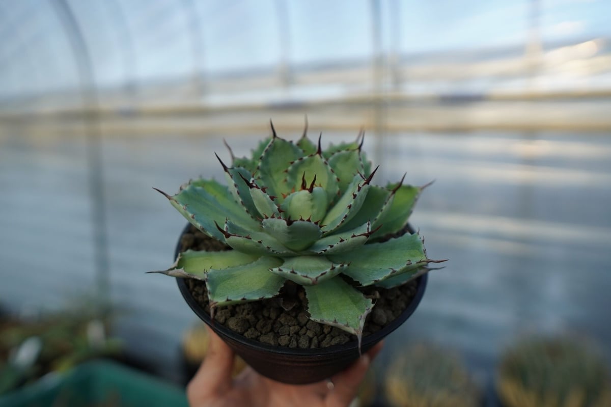吉祥冠 中斑 Agave potatorum | mana's farm:塊根植物・アガベ・ド