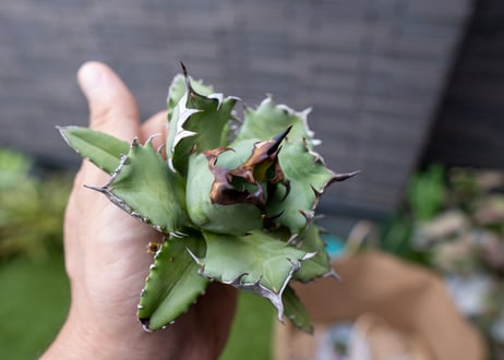 Agave titanota dwarf 姫厳龍NO.6