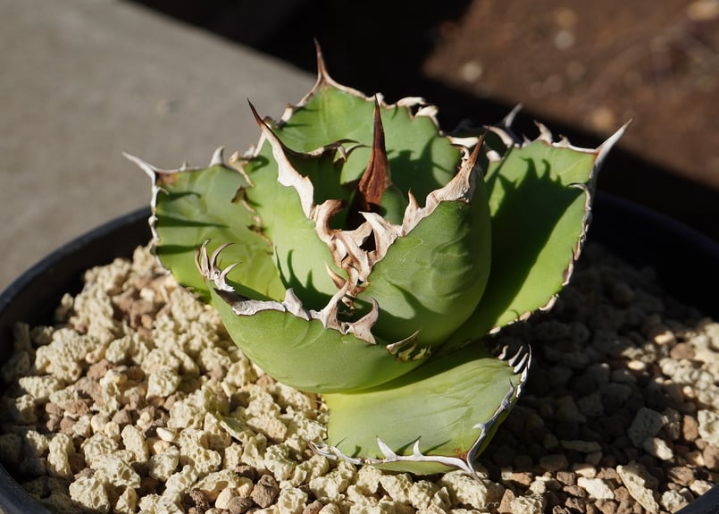 アガベ チタノタ FO-76 | mana's farm:塊根植物・アガベ・ドライ
