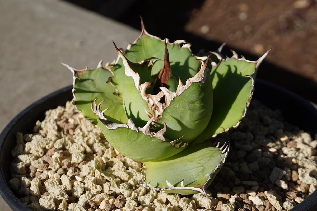 アガベ チタノタ FO-76 | mana's farm:塊根植物・アガベ・ドライ