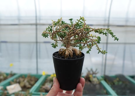 姫紅小松　Trichodiadema bulbosum  No.2