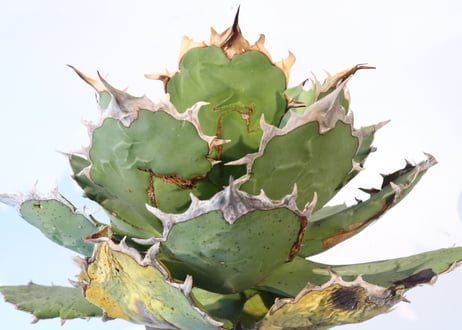 Agave titanota FO-76