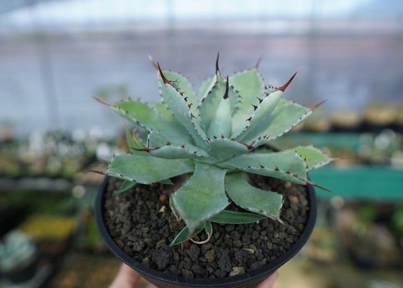 アガベ 吉祥冠 Agave potatorum No.1 | mana's farm:塊根植物