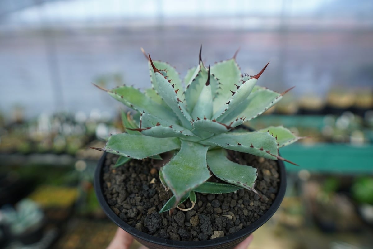 アガベ 吉祥冠 Agave potatorum No.1 | mana's farm:塊根植物