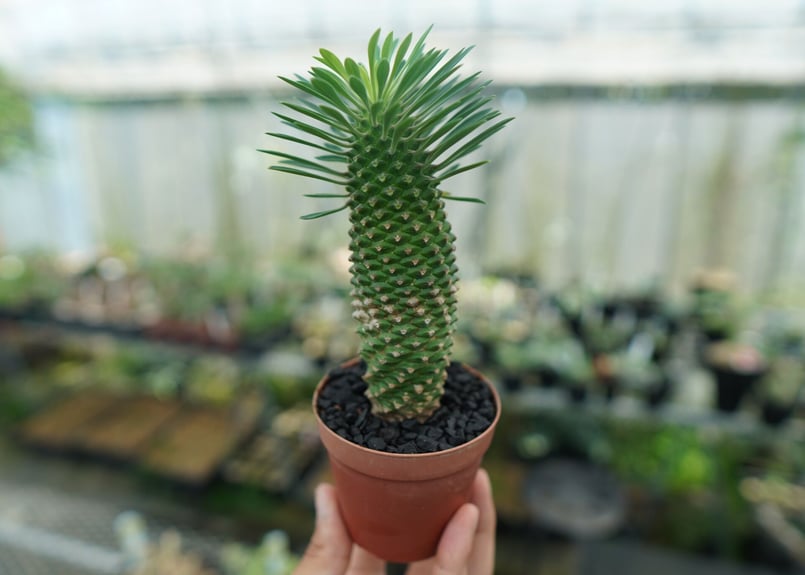 ユーフォルビア ソテツキリン 