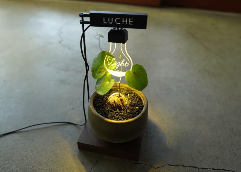 亀甲竜 ”塊根植物スターターセット” NO.2 | mana's farm:塊根植物