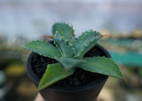 アガベ　イシスメンシス　Agave Isthmensis　No.1