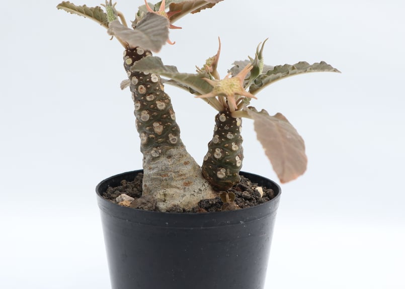 ドルステニア フォエチダ | mana's farm:塊根植物・アガベ・ドライ