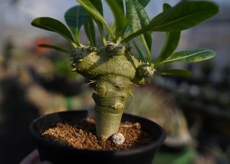 パキポディウムラメレイ台　恵比寿笑い接木　Pachypodium brevicaule