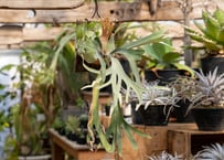 プセウド ボンバックス 沖縄実生 | mana's farm:塊根植物・アガベ