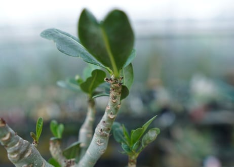 アデニウム　Adenium　No.1