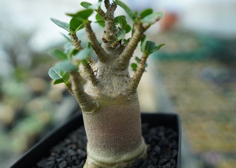 アデニウム　Adenium　No.4