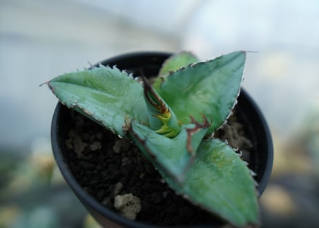 アガベ　チタノタ　ブルー　Agave titanota Blue 　NO.3