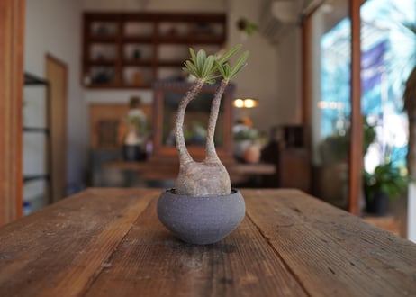 パキポディウム　グラキリス　 Pachypodium Gracilius