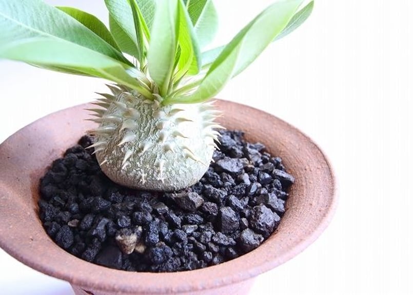 パキポディウム グラキリス 真ん丸 コレクション fit=scale-down,w=1200