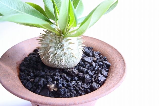 パキポディウム 恵比寿大黒 超まん丸特選株 | mana's farm:塊根植物